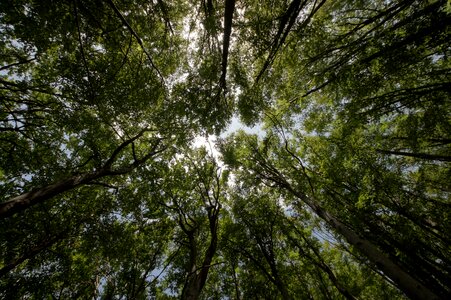 Nature perspective trees
