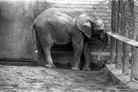 Lage prijzen in Artis in september, Bestanddeelnr 924-8768