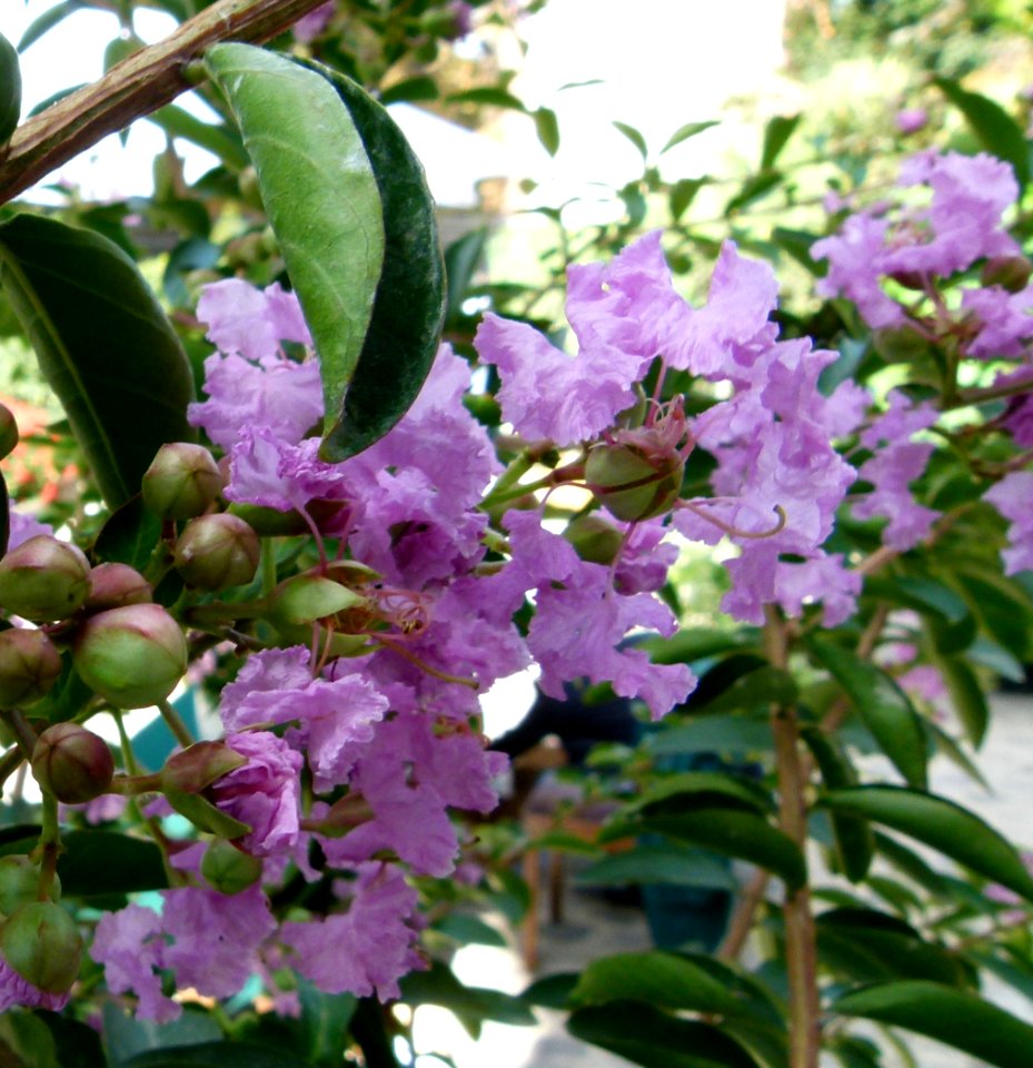 Lagerstroemia indica 02