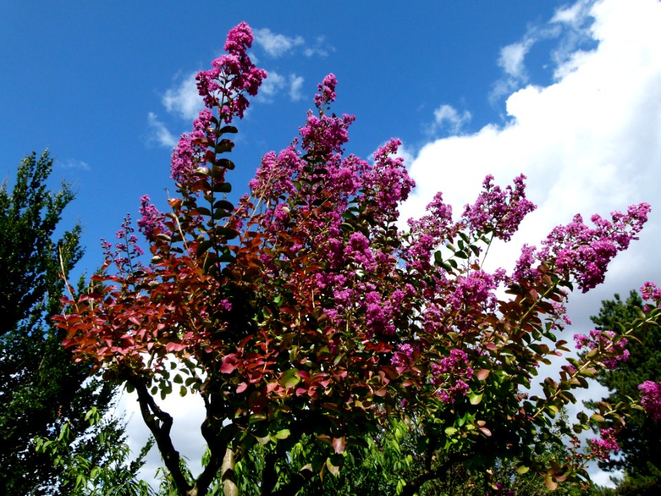 Lagerstroemia indica Parc floral