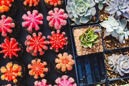 Plants pot plants succulent plants