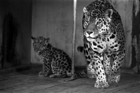 Lage prijzen in Artis in september, Bestanddeelnr 924-8765