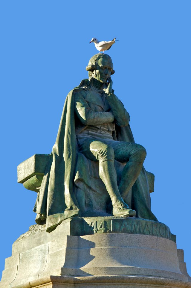 Lamarck et Larus ridibundus