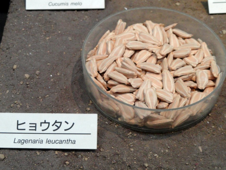 Lagenaria siceraria - Osaka Museum of Natural History - DSC07736