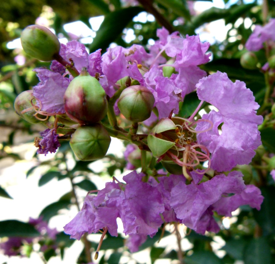 Lagerstroemia indica 00