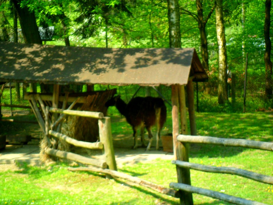 Lama w raciborskim mini-zoo 2