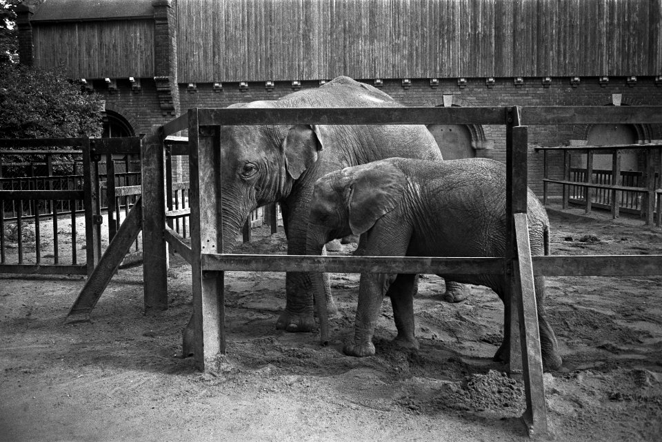 Lage prijzen in Artis in september, olifanten, Bestanddeelnr 924-8760
