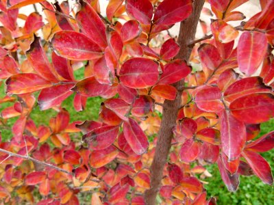 Lagerstroemia indica jardin des plantes