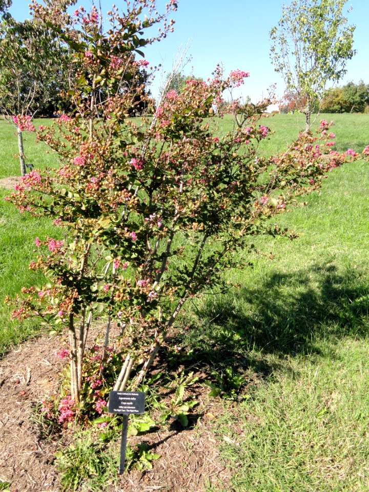 Lagerstroemia indica - University of Kentucky Arboretum - DSC09320