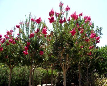 Lagerstroemia indica 'Tuscarora'