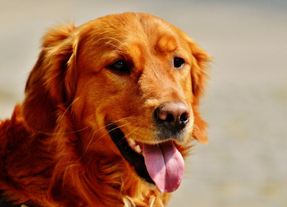 Light brown pet big dog
