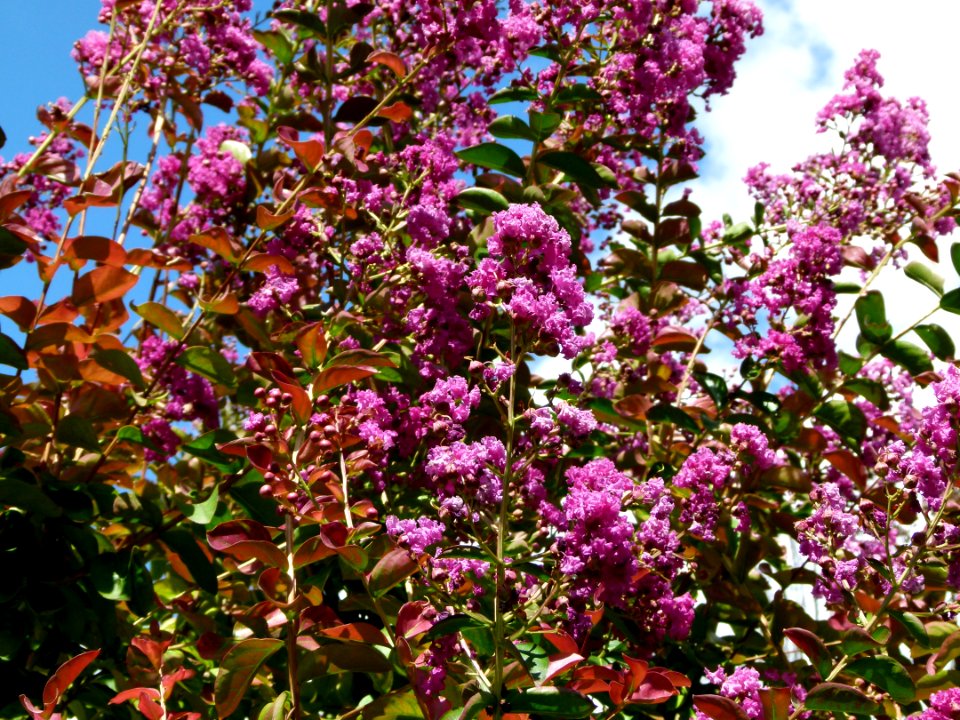 Lagerstroemia indica blooming