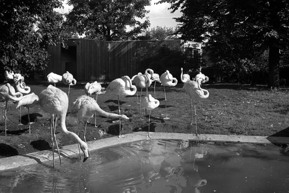 Lage prijzen in Artis in september, Bestanddeelnr 924-8762