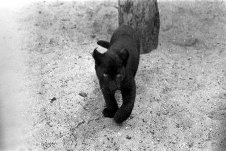 Lage prijzen in Artis in september, jonge zwarte panter, Bestanddeelnr 924-8761