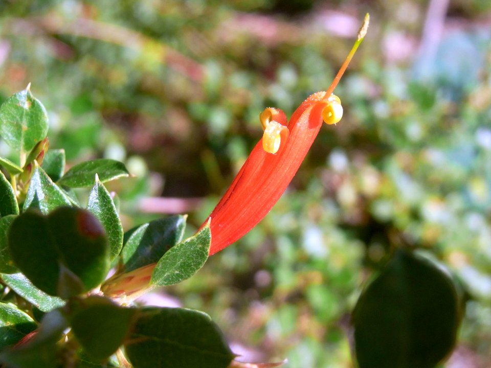 Lambertia uniflora Burrendong