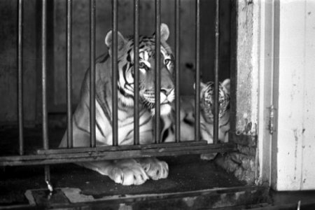 Lage prijzen in Artis in september, Bestanddeelnr 924-8767