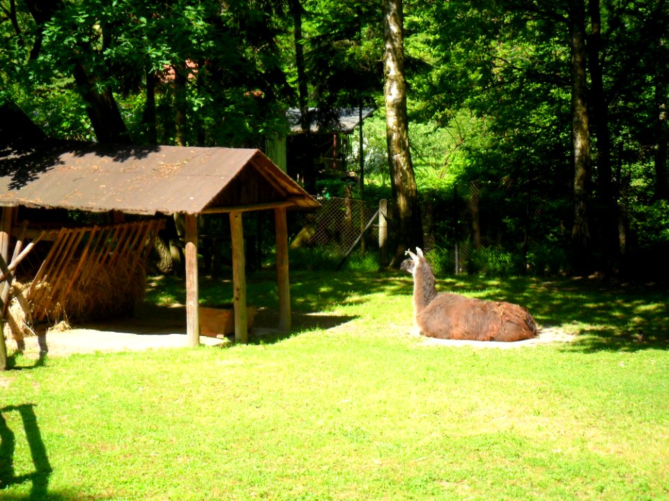 Lama, mini-zoo Racibórz 2