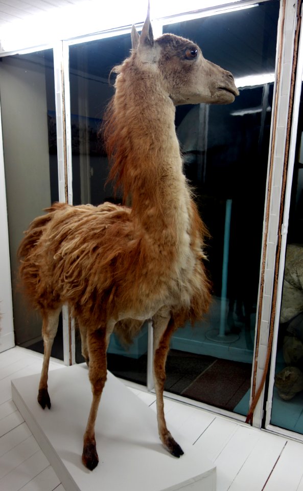 Lama guanicoe - Museo Civico di Storia Naturale Giacomo Doria - Genoa, Italy - DSC02889