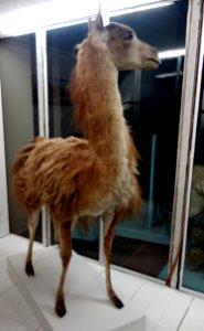 Lama guanicoe - Museo Civico di Storia Naturale Giacomo Doria - Genoa, Italy - DSC02889