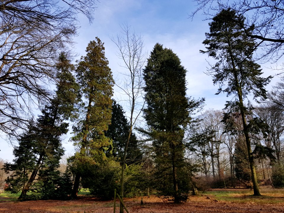 Lambalgen pinetum