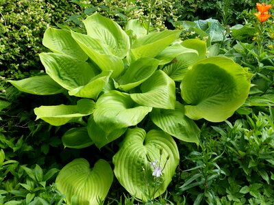 Green flowers summer
