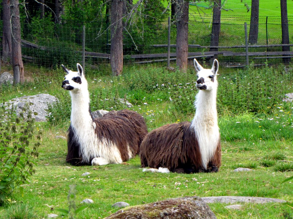 Lama glama in Junsele