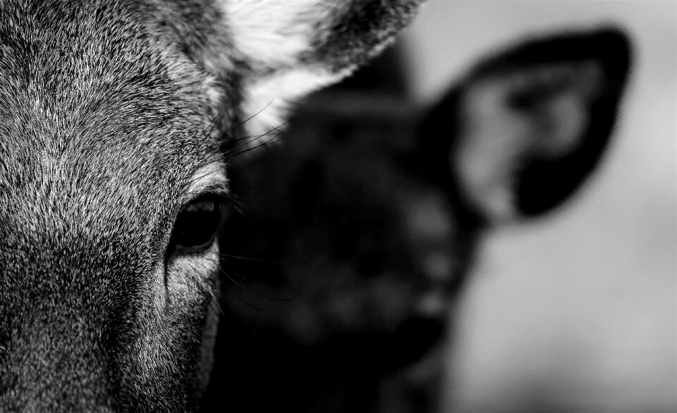 Fauna look animal portrait