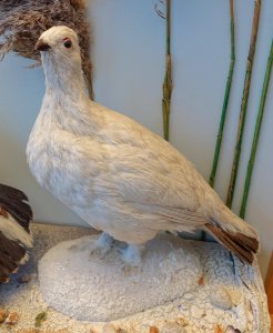 Lagopus lagopus - Redpath Museum - McGill University - Montreal, Canada - DSC08031