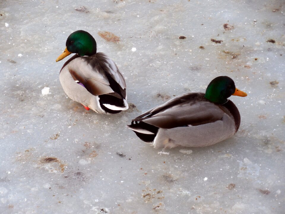 Frozen pond lake photo