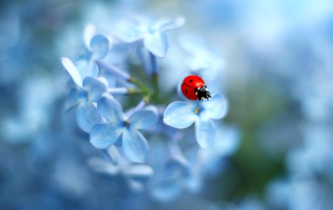 Ladybug (215952083) photo