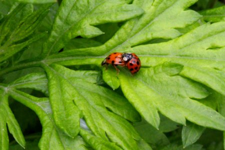 Ladybug Mating Season (256531843)
