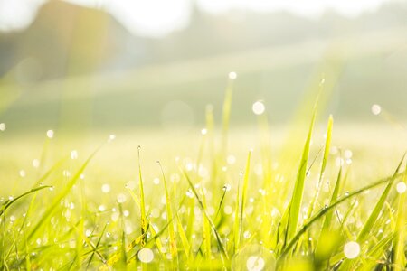 Grass macro raindrops