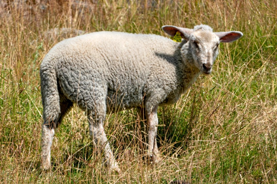Lamb at Röe castle 1