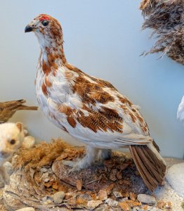 Lagopus lagopus - Redpath Museum - McGill University - Montreal, Canada - DSC08027