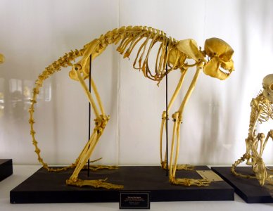 Lagothrix lagotricha skeleton - Museu da Ciência da Universidade de Coimbra - University of Coimbra - Coimbra, Portugal - DSC09228