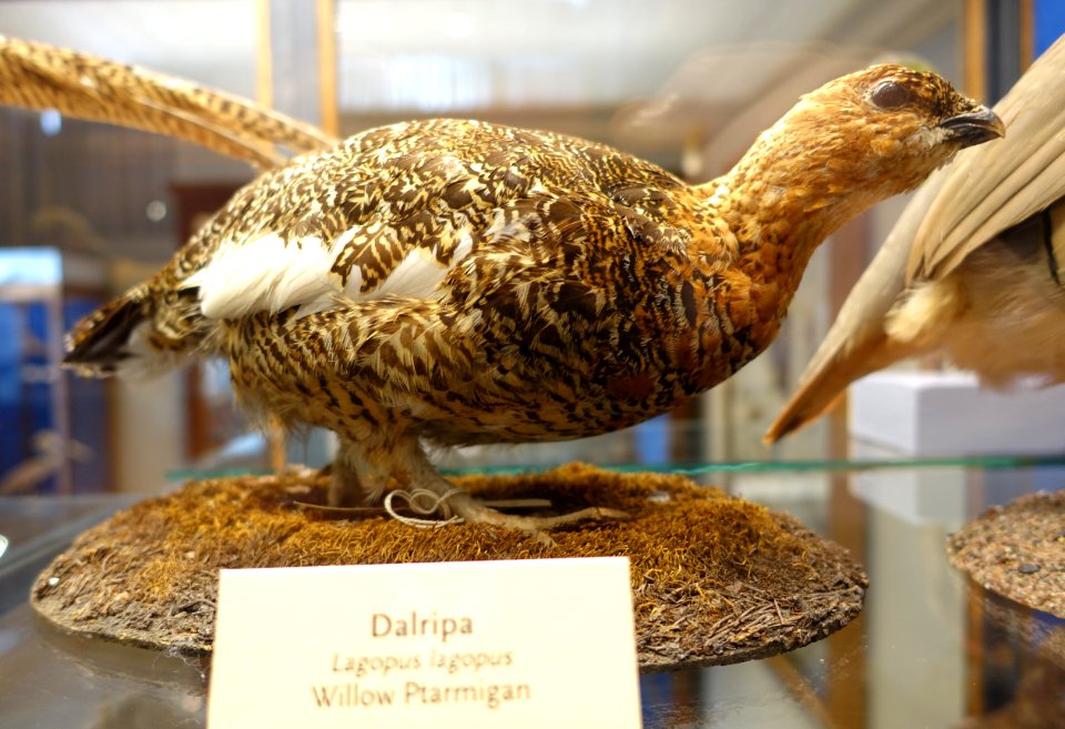 Lagopus lagopus - Swedish Museum of Natural History - Stockholm, Sweden - DSC00617