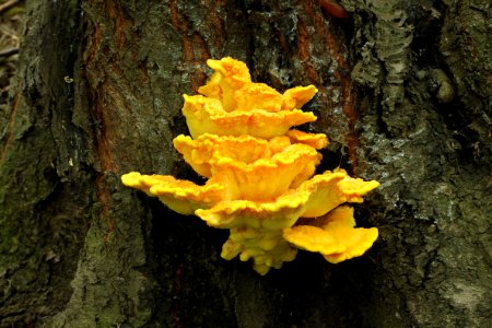 Laetiporus sulphureus, 2012-09-02-0432