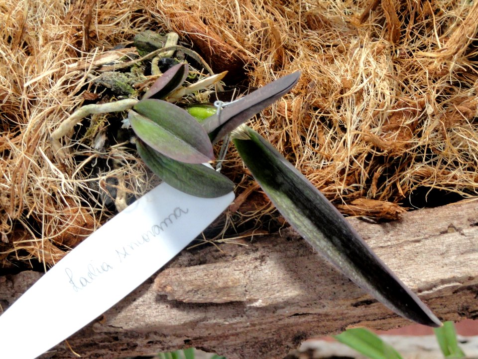Laelia sincorana - Orchid Nursery Margaret Mee - DSC09757