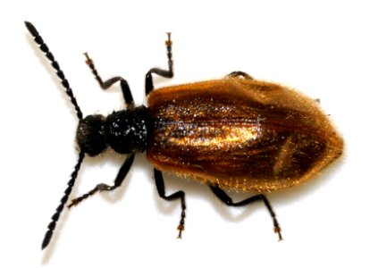 Lagria-atripes-02-fws