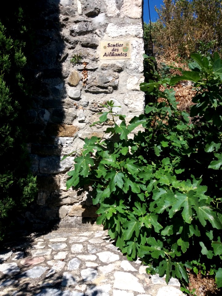 Lagorce - Plaque sentier des Ailhantes