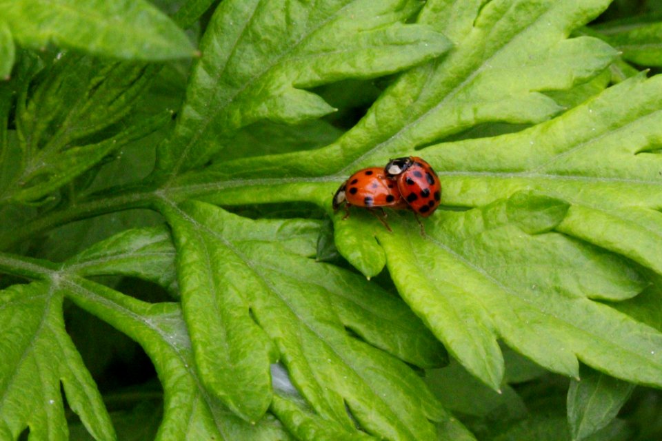 Ladybug Lovin (256531847)