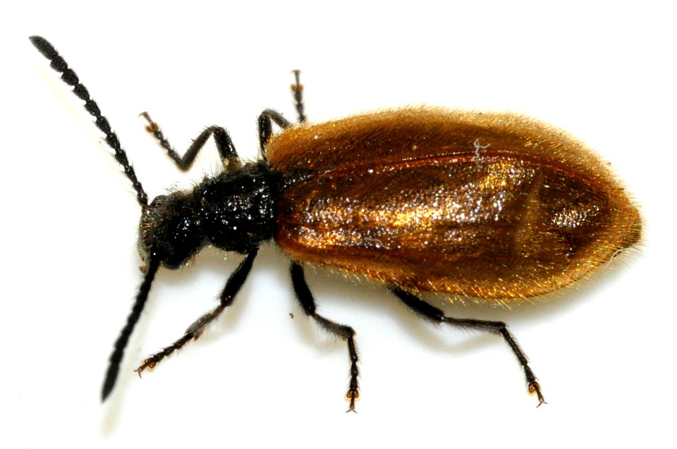 Lagria-atripes-01-fws