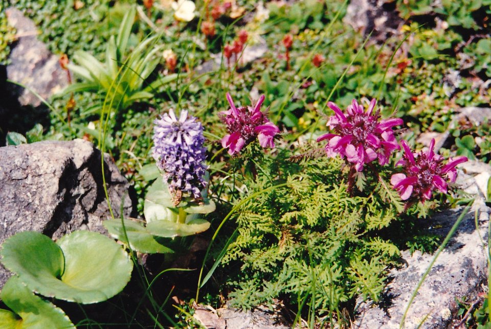 Lagotis glauca and Pedicularis apodochila in Mount Shirouma 2000-07-30