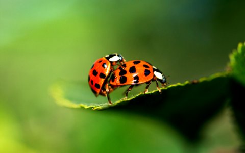 Ladybug Love (49569308) photo