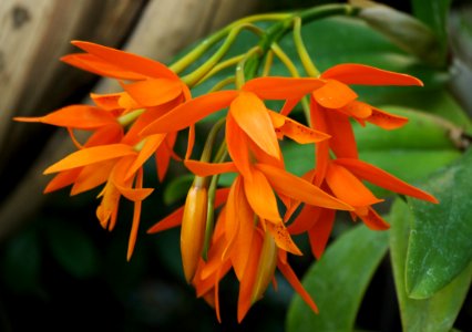 Laelia x cattleya aurantiaca