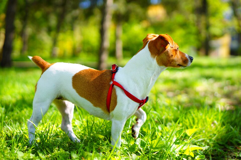 Terrier a little dog brown spots