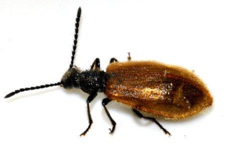 Lagria-atripes-03-fws