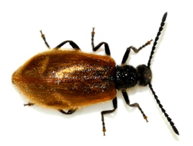 Lagria-atripes-04-fws