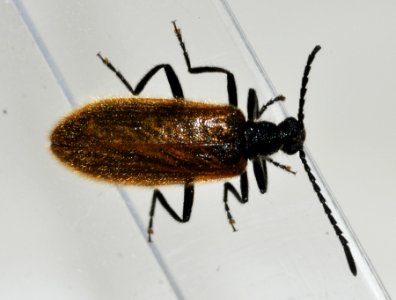 Lagria-hirta-05-fws
