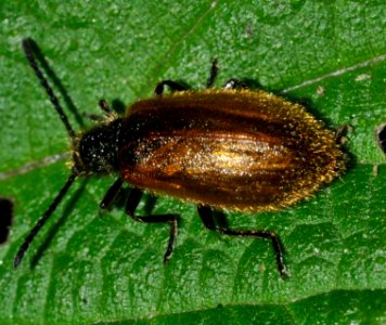 Lagria-hirta-02-fws